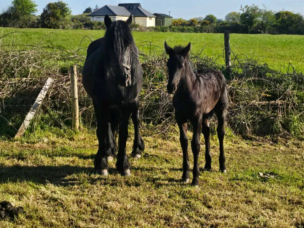 Friesian foals - Image 4
