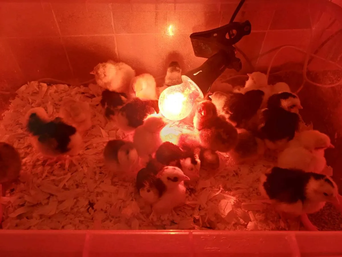 chicks