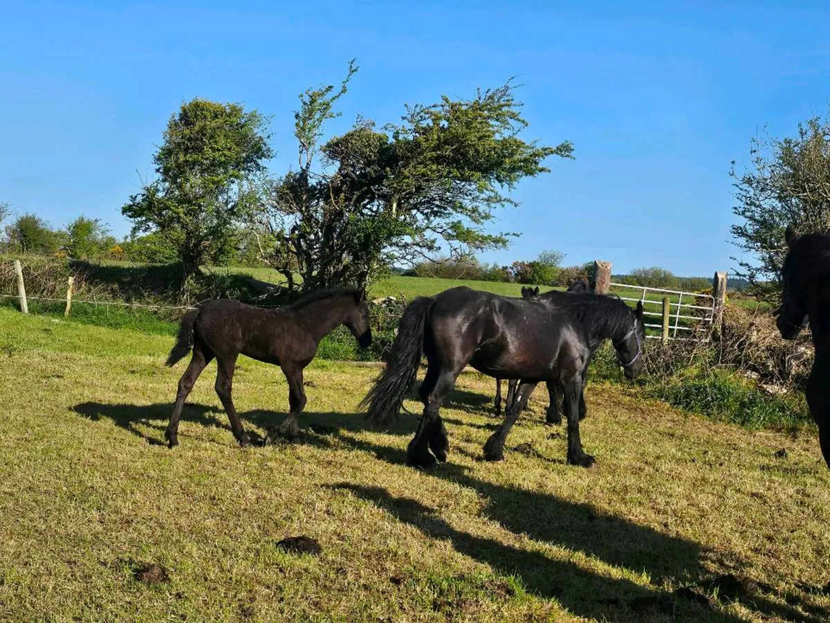 Friesian foals - Image 2
