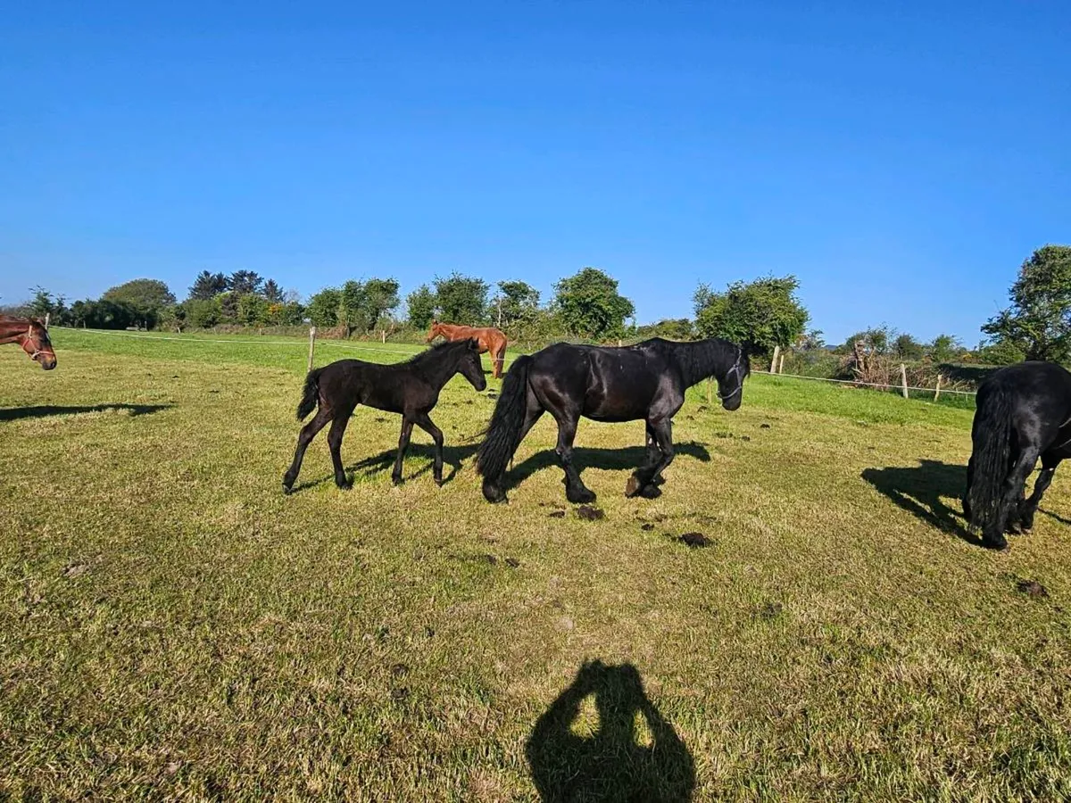 Friesian foals - Image 3