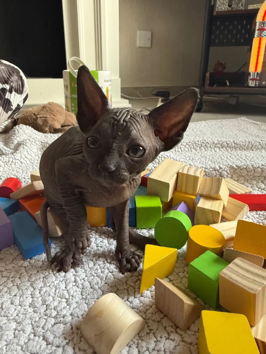 Sphynx kittens - Image 1
