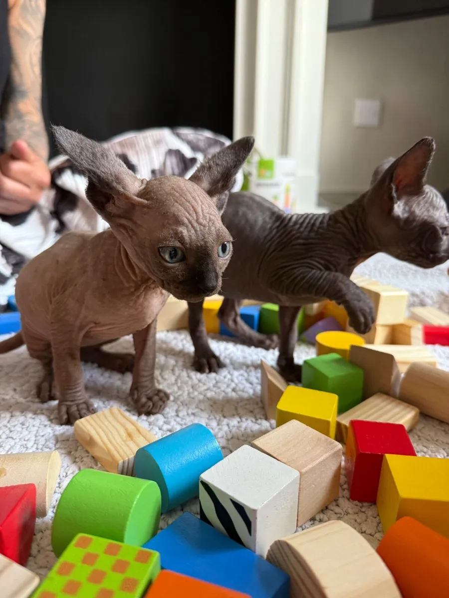 Sphynx kittens - Image 2