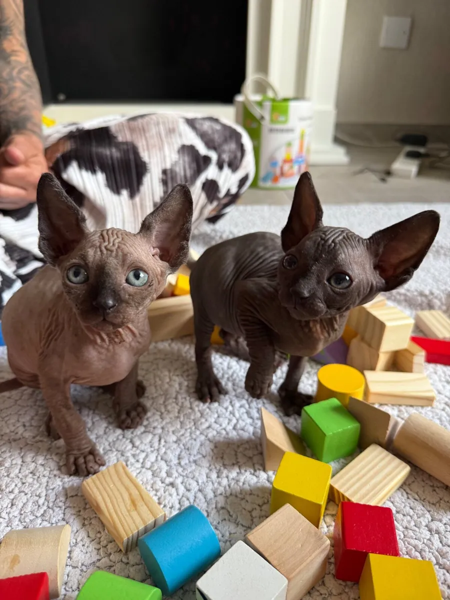 Sphynx kittens - Image 3