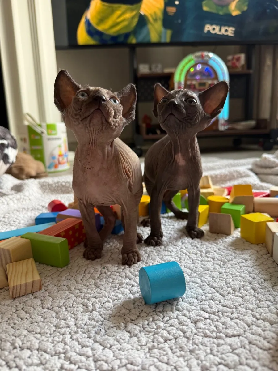 Sphynx kittens - Image 1