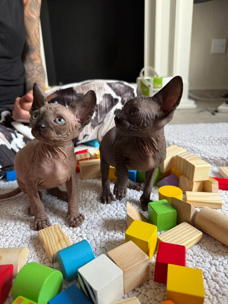 Sphynx kittens - Image 4