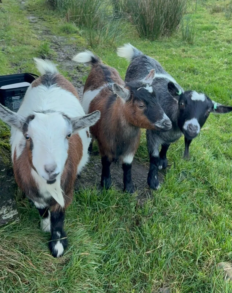 Purebred Pygmy’s - Image 1