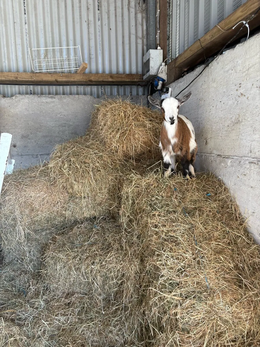 Purebred Pygmy’s - Image 4