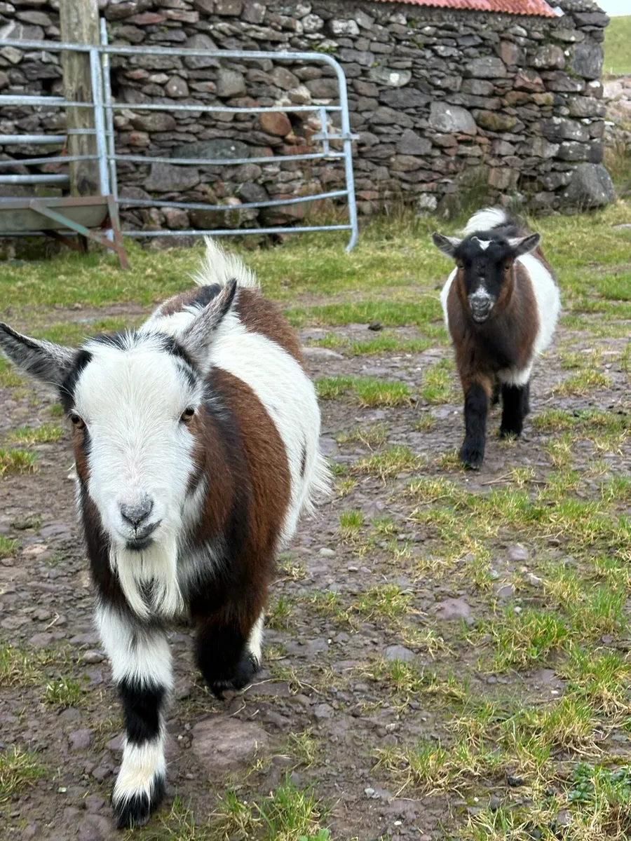 Purebred Pygmy’s - Image 2