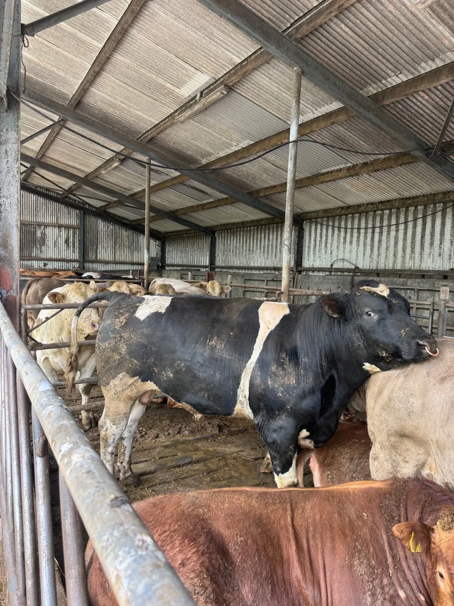 2 year old British Friesan bull - Image 3