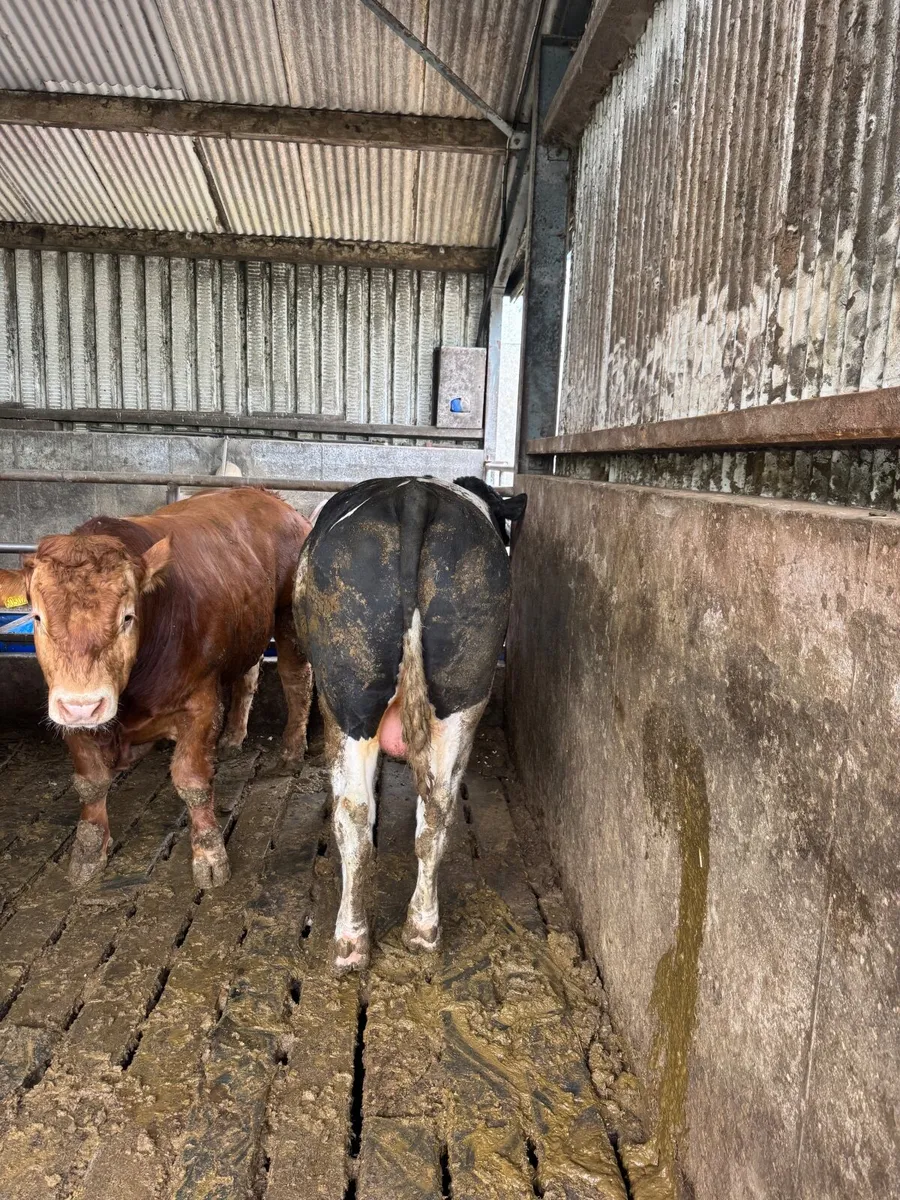 2 year old British Friesan bull - Image 4