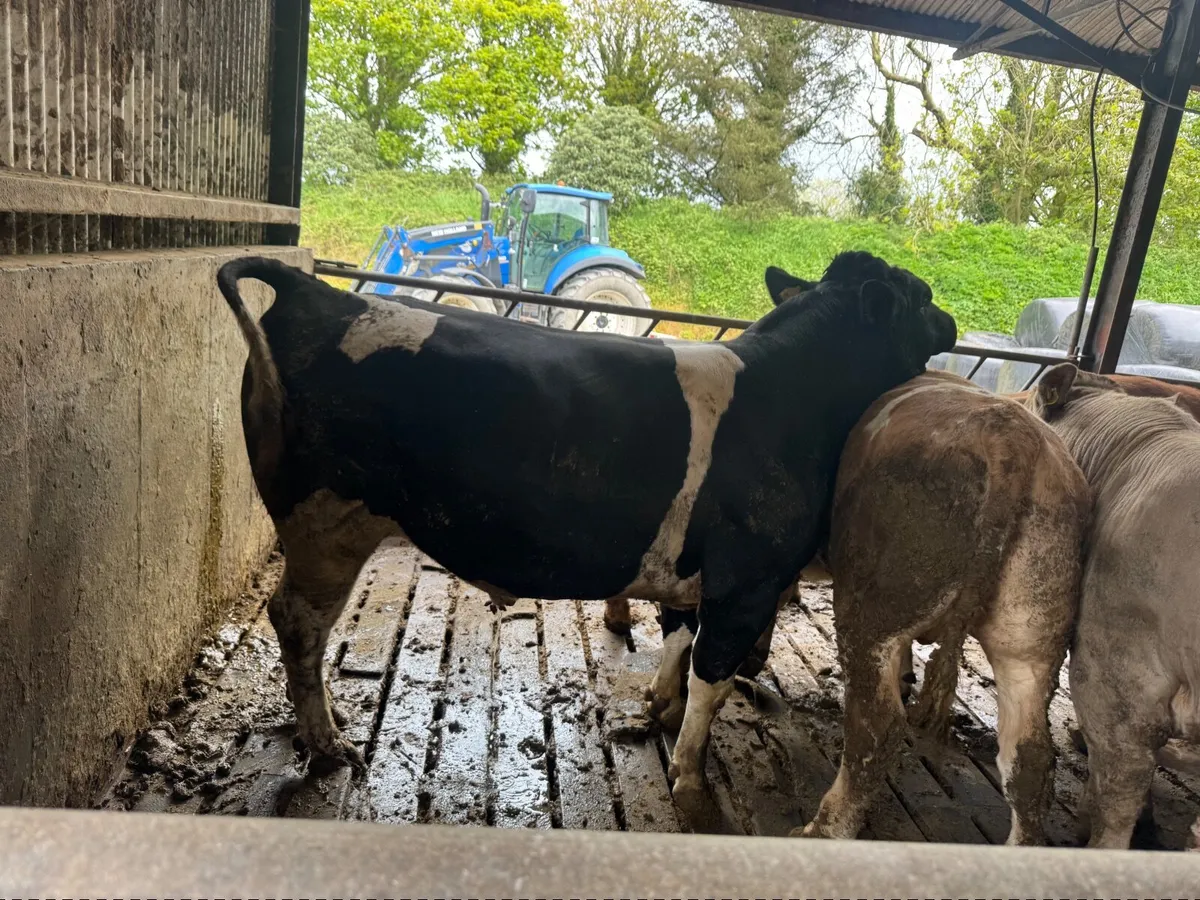 2 year old British Friesan bull - Image 2