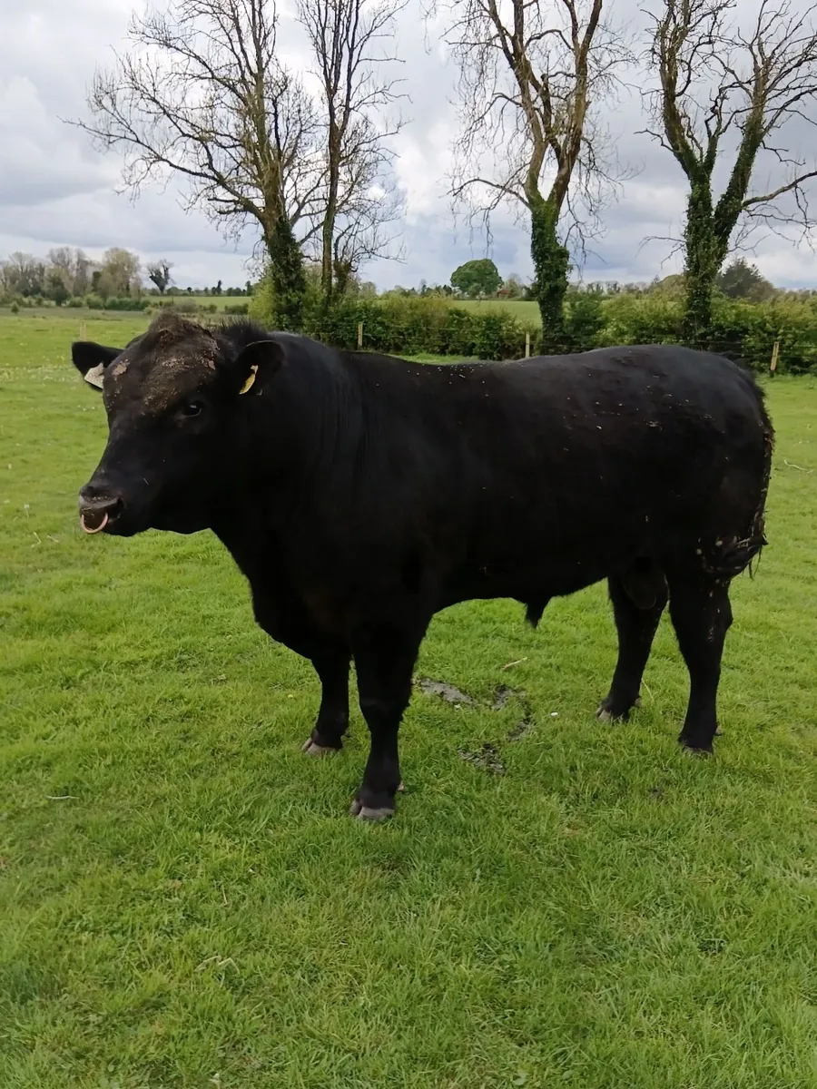 Angus bull - Image 2
