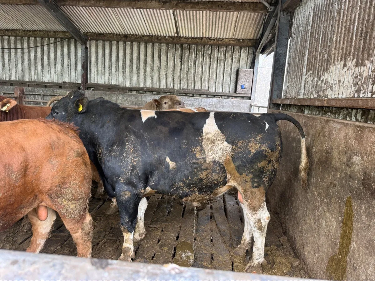 2 year old British Friesan bull - Image 1