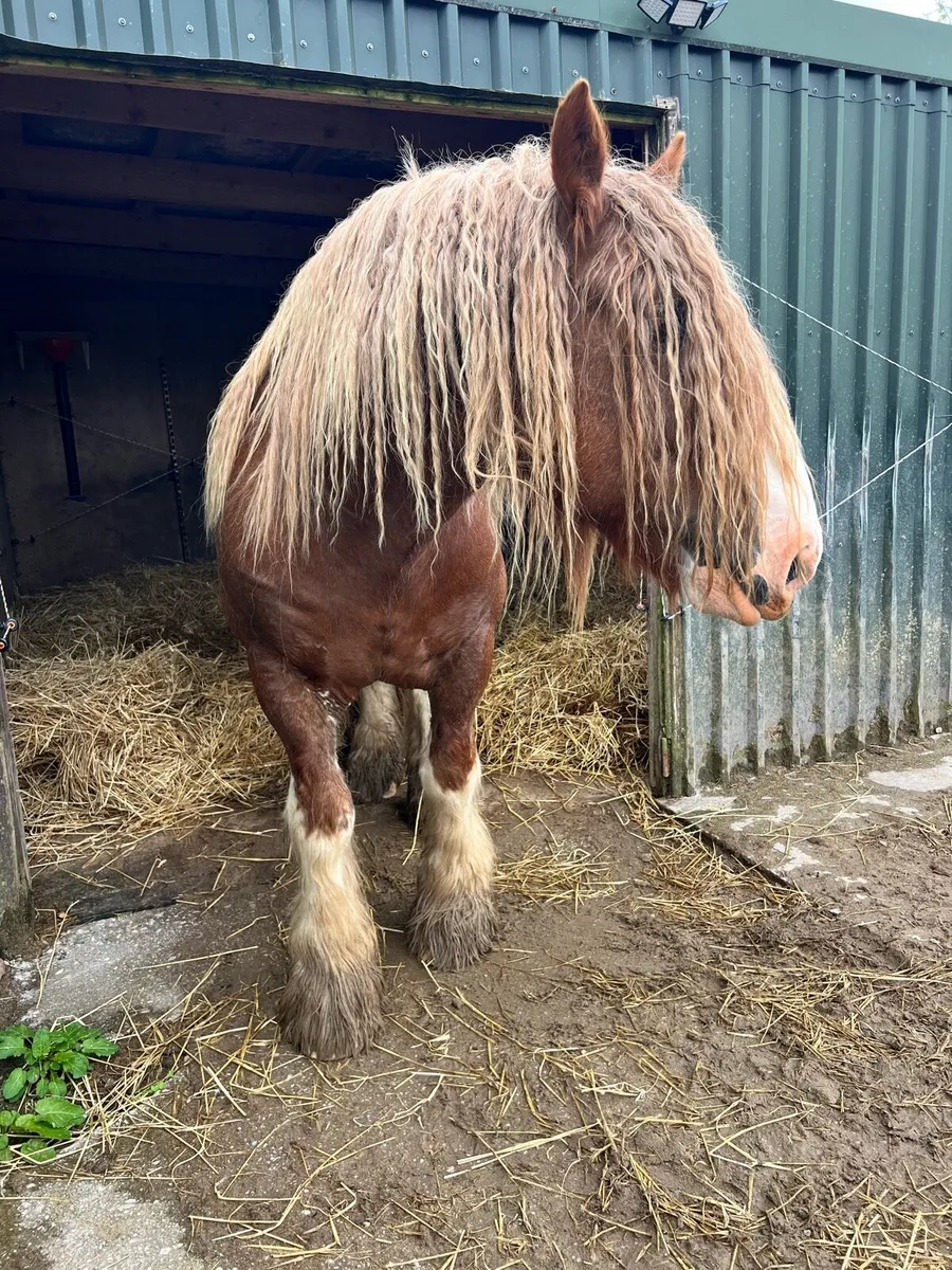 16.1hh Chestnut Stallion @ STUD - Image 4