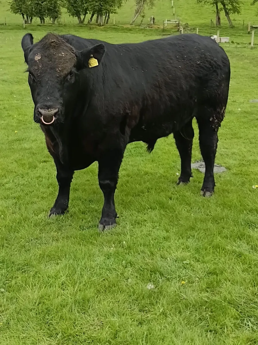 Angus bull - Image 3