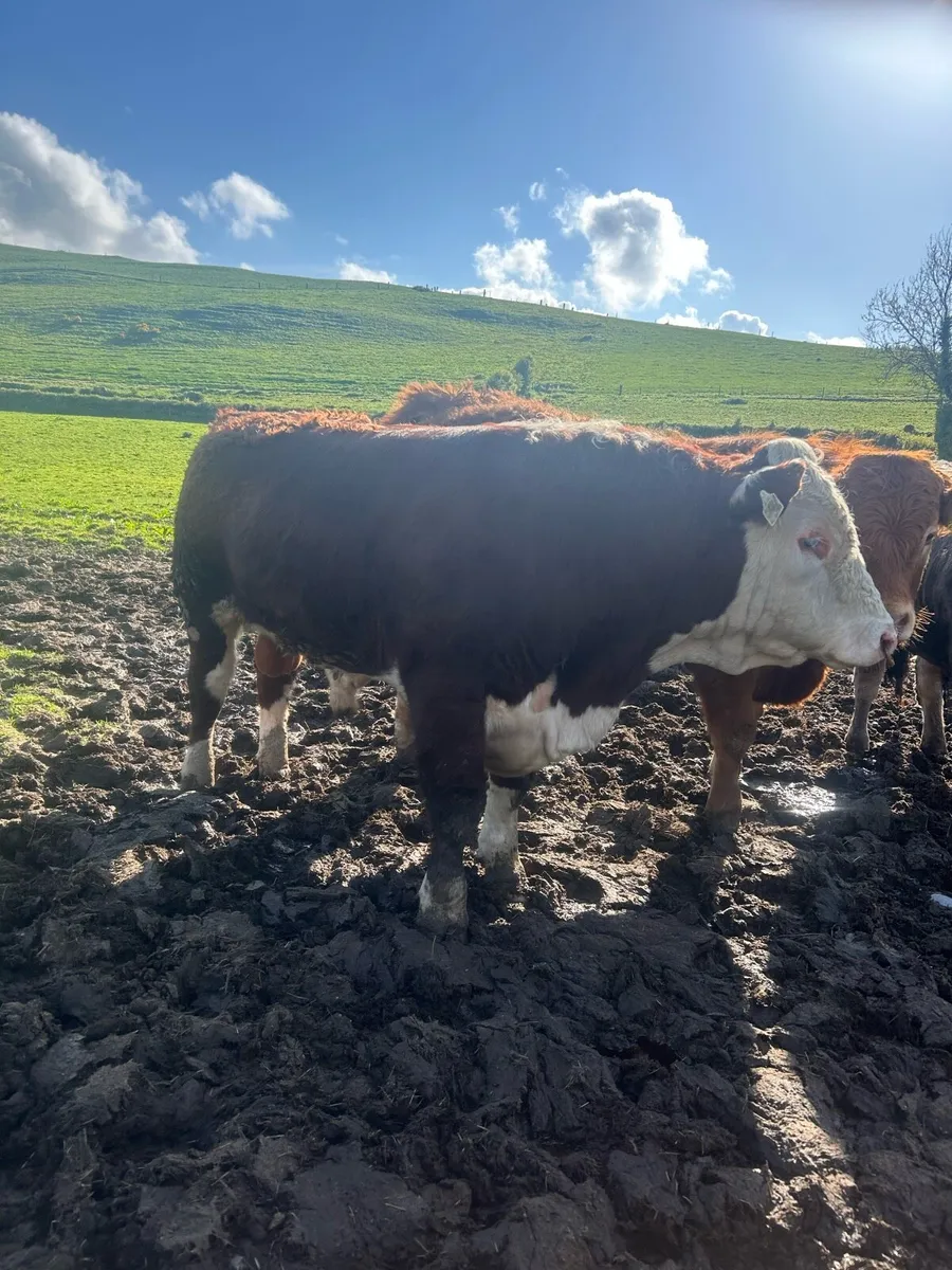 Quality Hereford bulls - Image 1