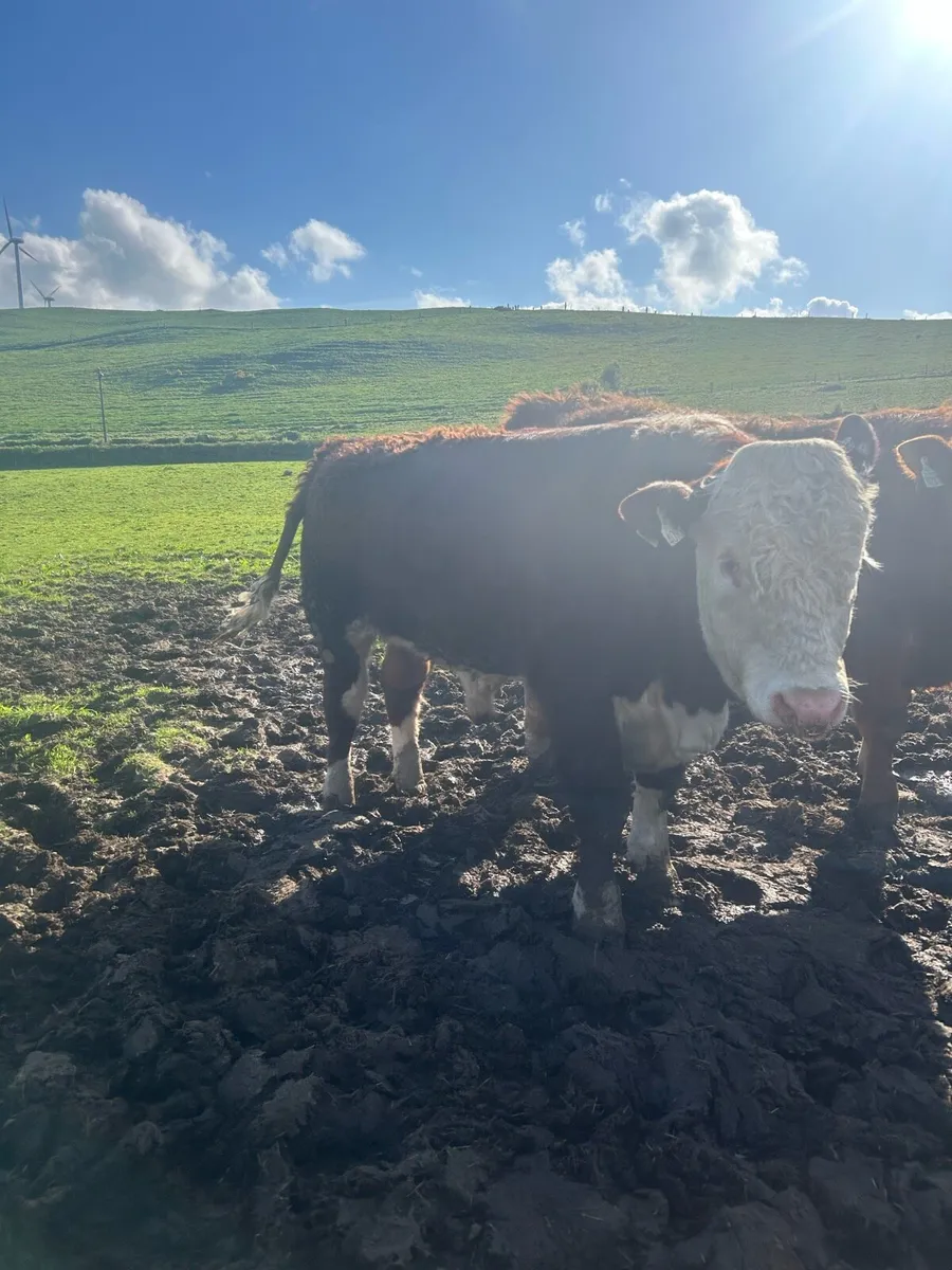 Quality Hereford bulls - Image 4