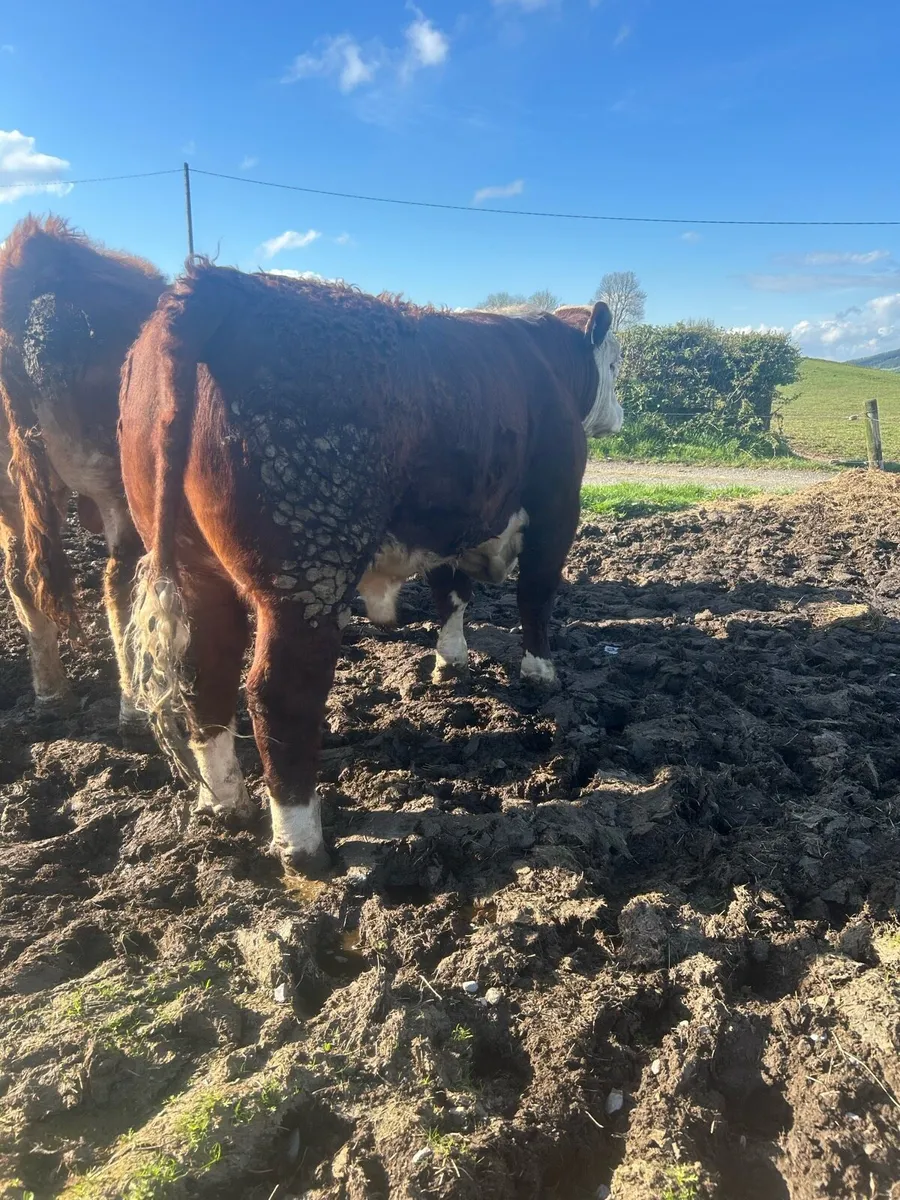 Quality Hereford bulls - Image 2