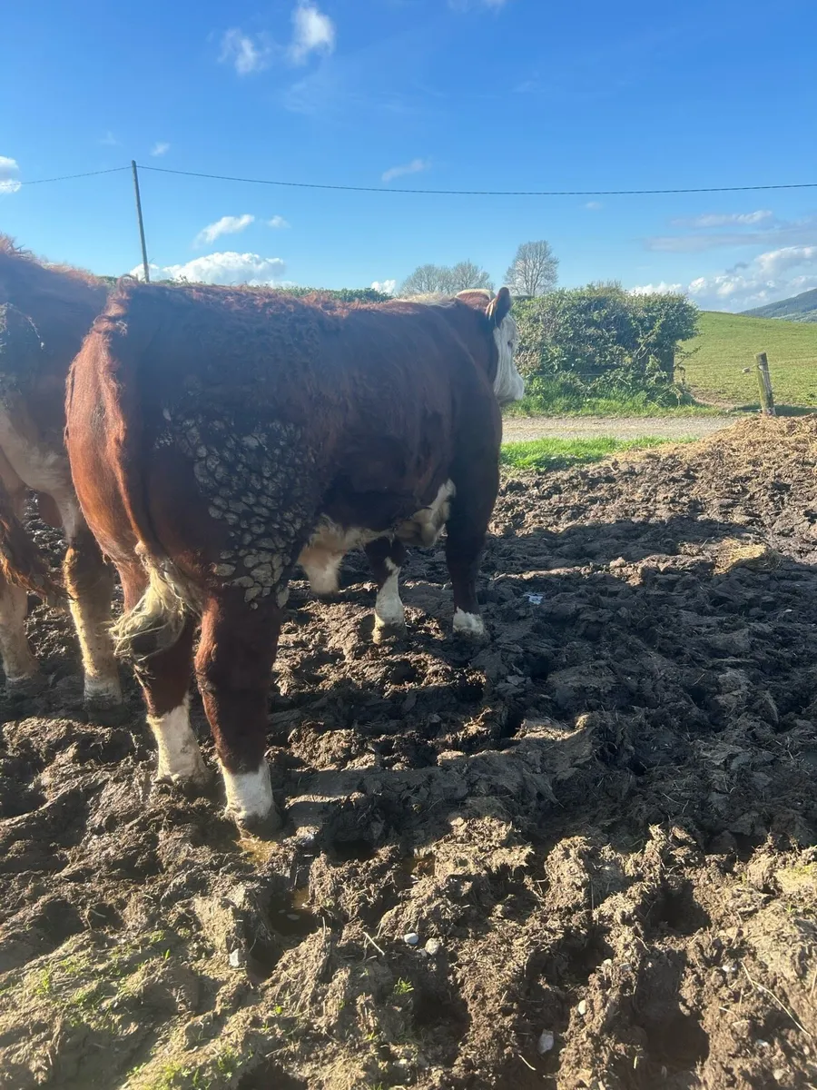 Quality Hereford bulls - Image 3