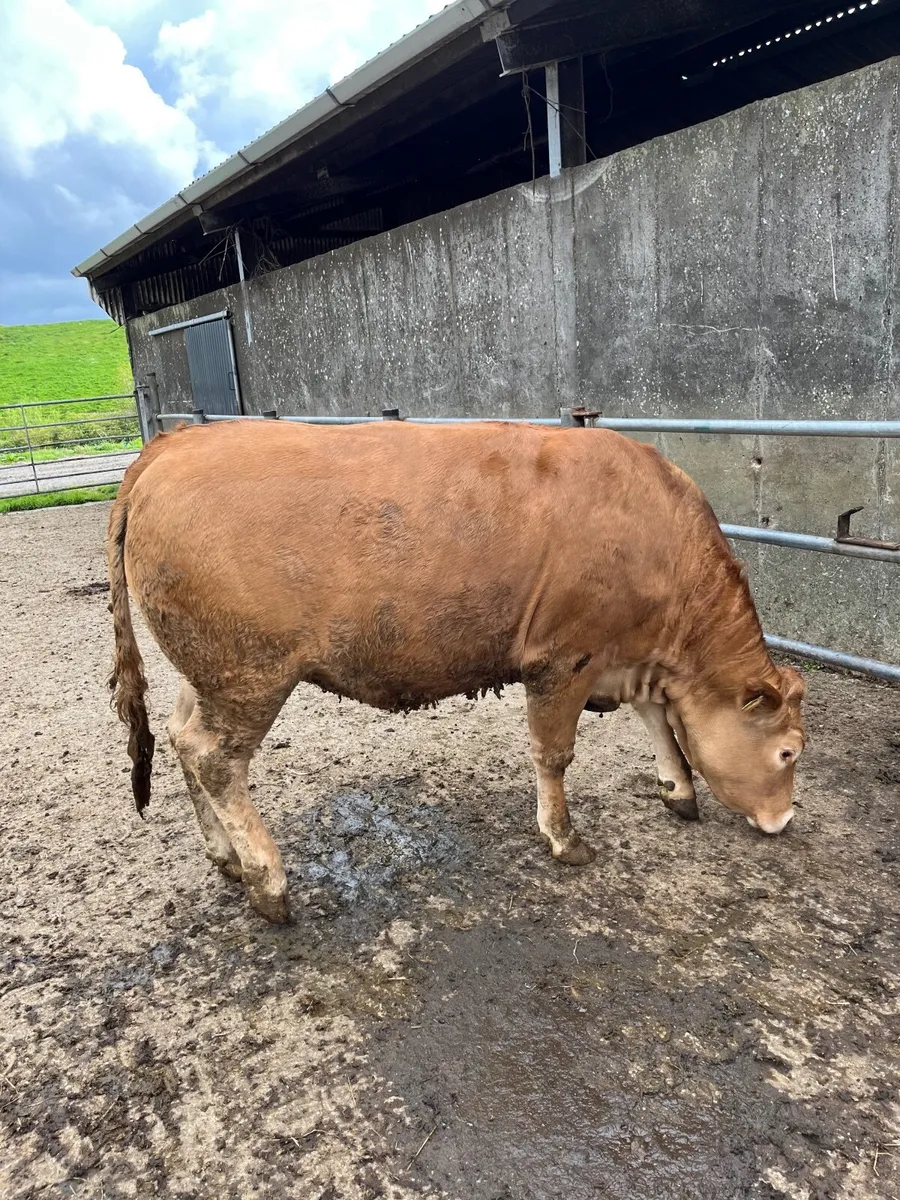 PBR Limousin heifers - Image 2