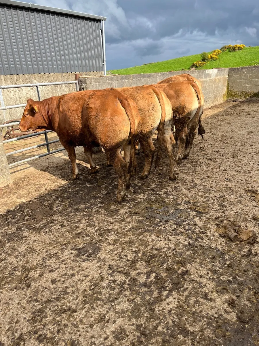PBR Limousin heifers - Image 1
