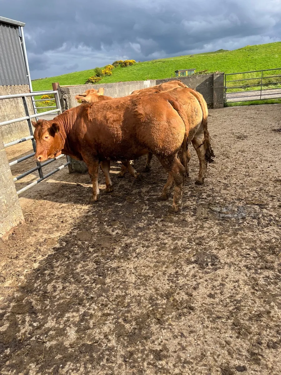 PBR Limousin heifers - Image 3