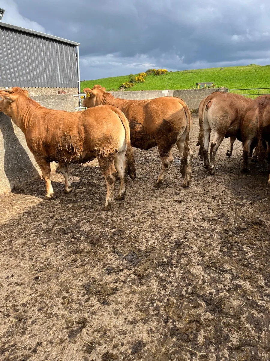 PBR Limousin heifers - Image 4