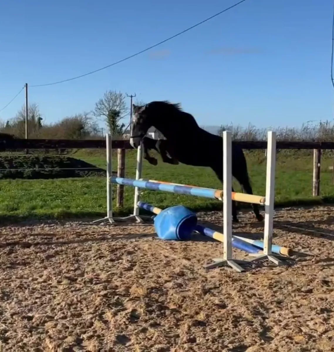 4 year old grey filly - Image 1