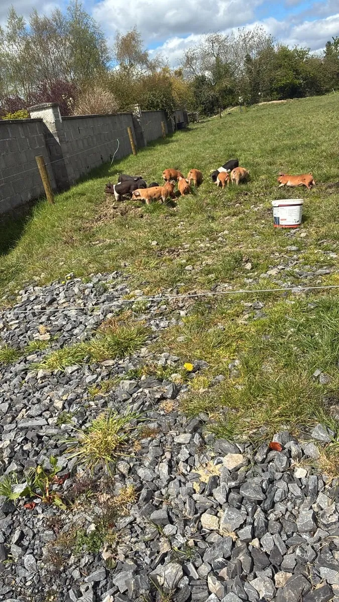 Piglets (Males only left)
