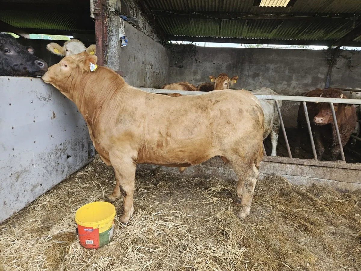 LMX Bullock - Image 1