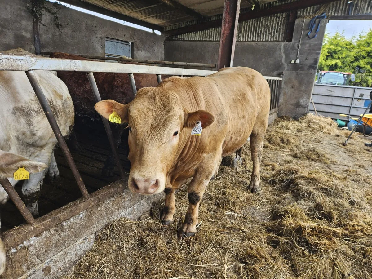 LMX Bullock - Image 2