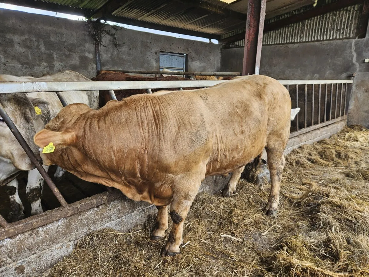 LMX Bullock - Image 3