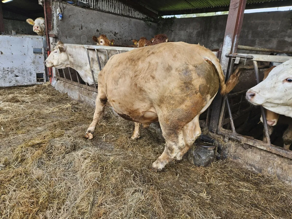 LMX Bullock - Image 4
