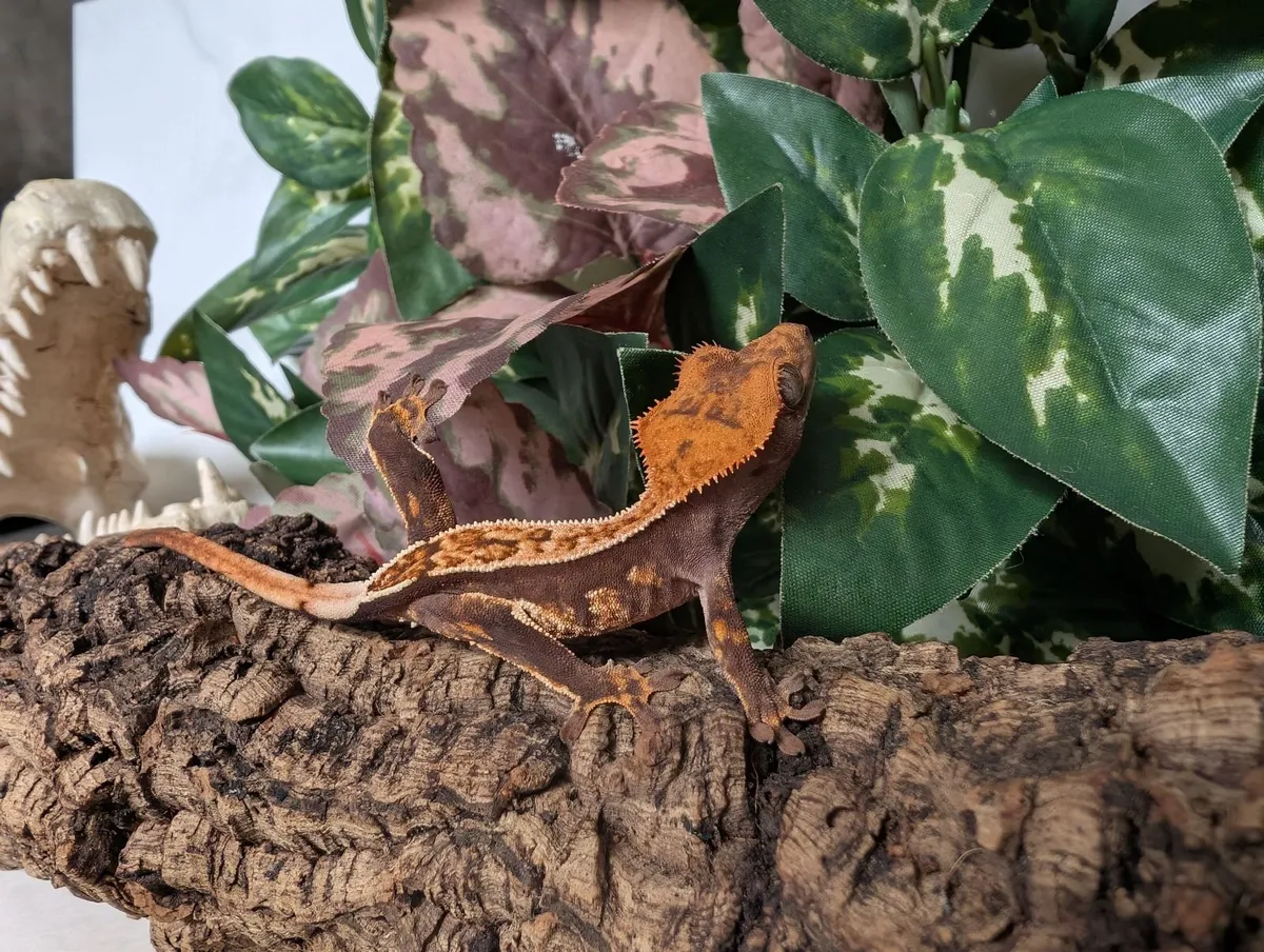 Crested Gecko 5.1 Grams - Image 3