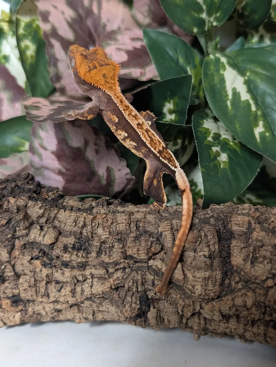 Crested Gecko 5.1 Grams - Image 4