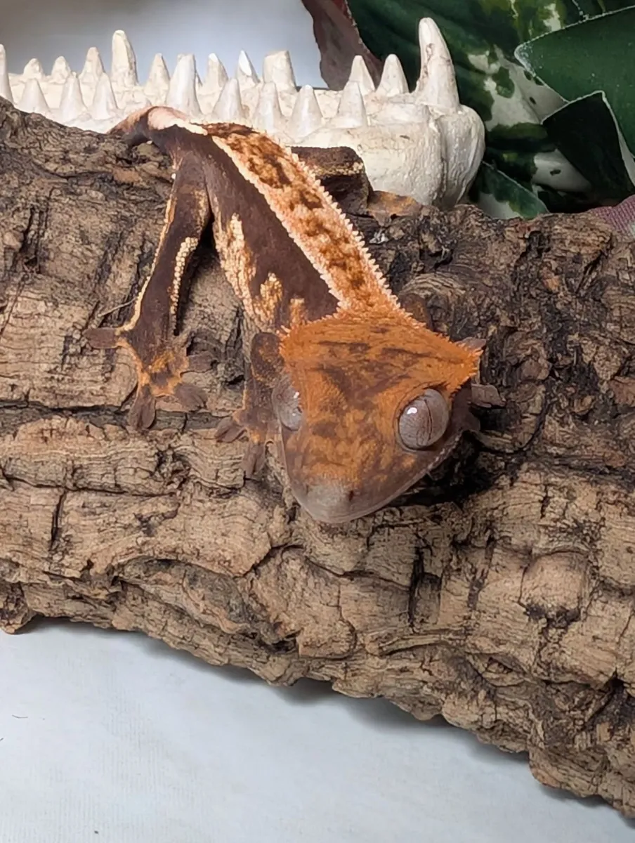 Crested Gecko 5.1 Grams - Image 1