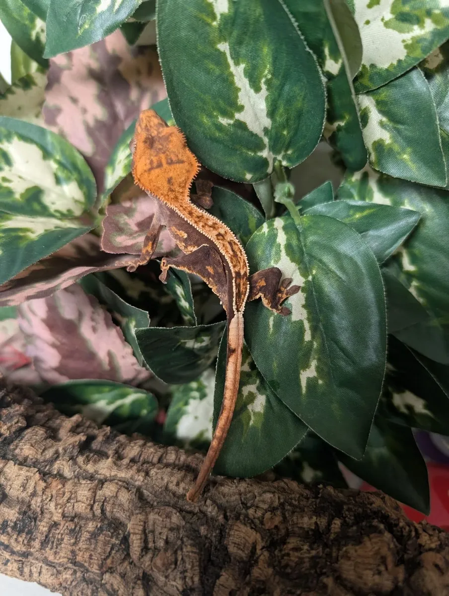 Crested Gecko 5.1 Grams - Image 2