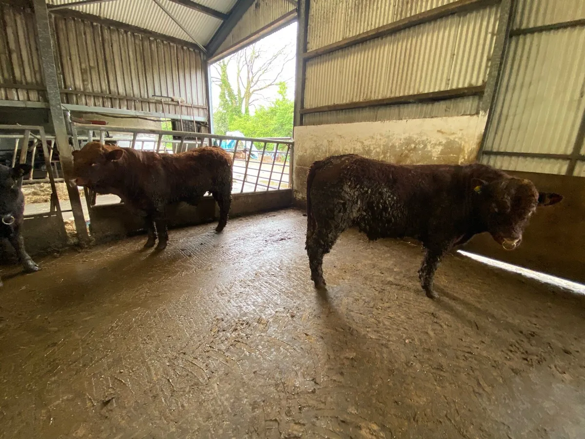 Saler Bulls for Sale - Image 3