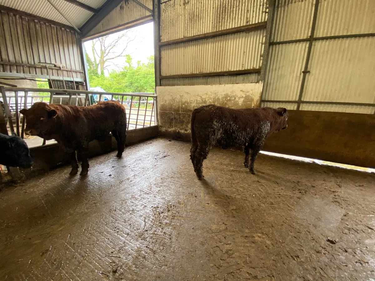 Saler Bulls for Sale - Image 4