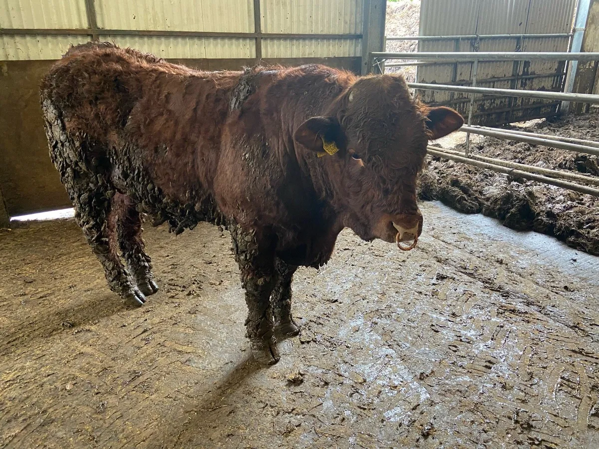 Saler Bulls for Sale - Image 1
