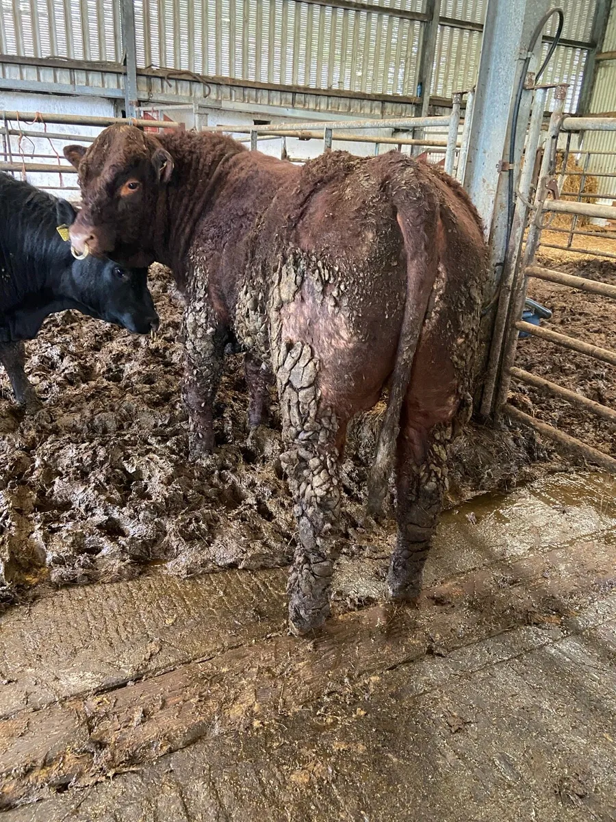 Saler Bulls for Sale - Image 2