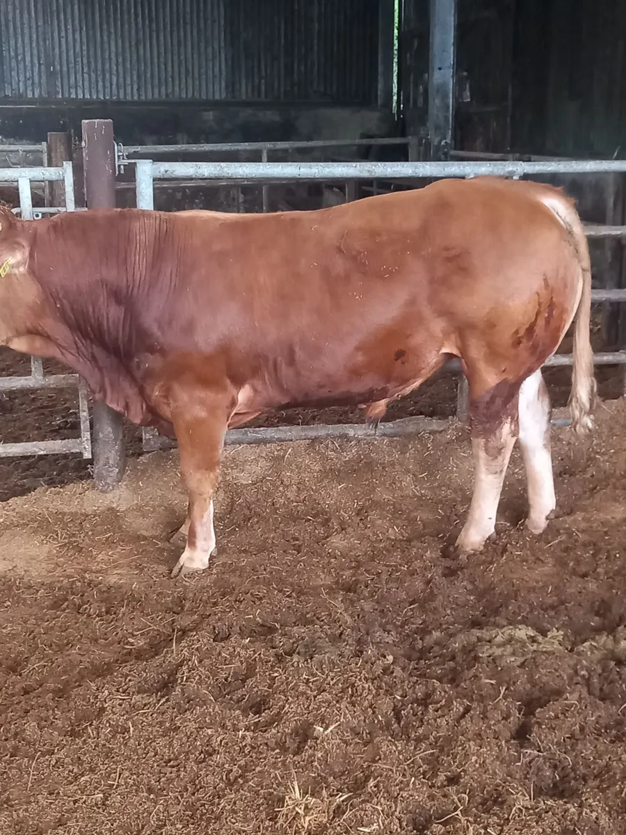 Limousin bull - Image 1