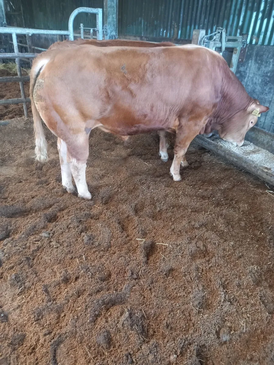 Limousin bull - Image 2