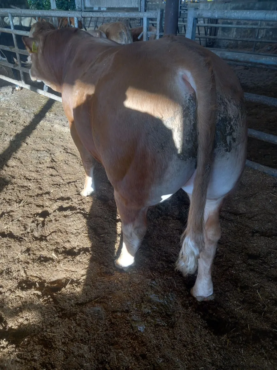 Limousin bull - Image 3