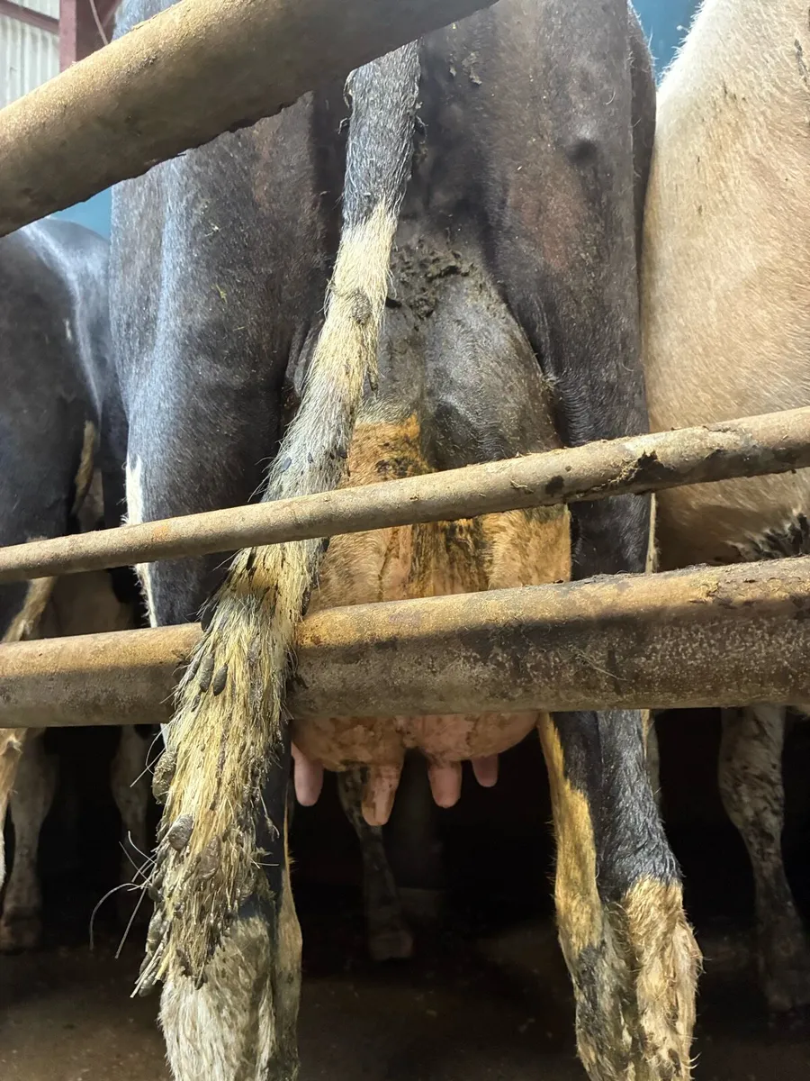 Freshly calved cows - Image 2