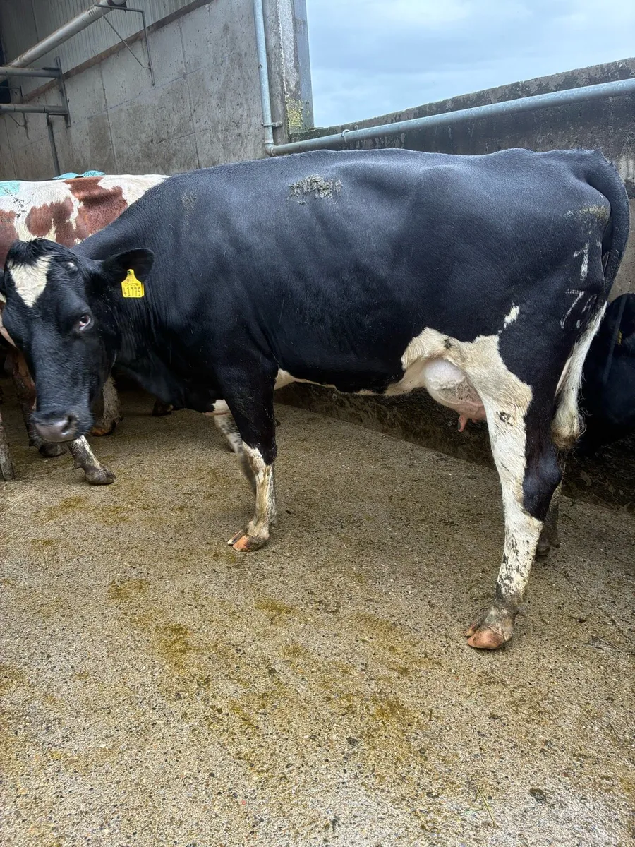 Freshly calved cows - Image 3