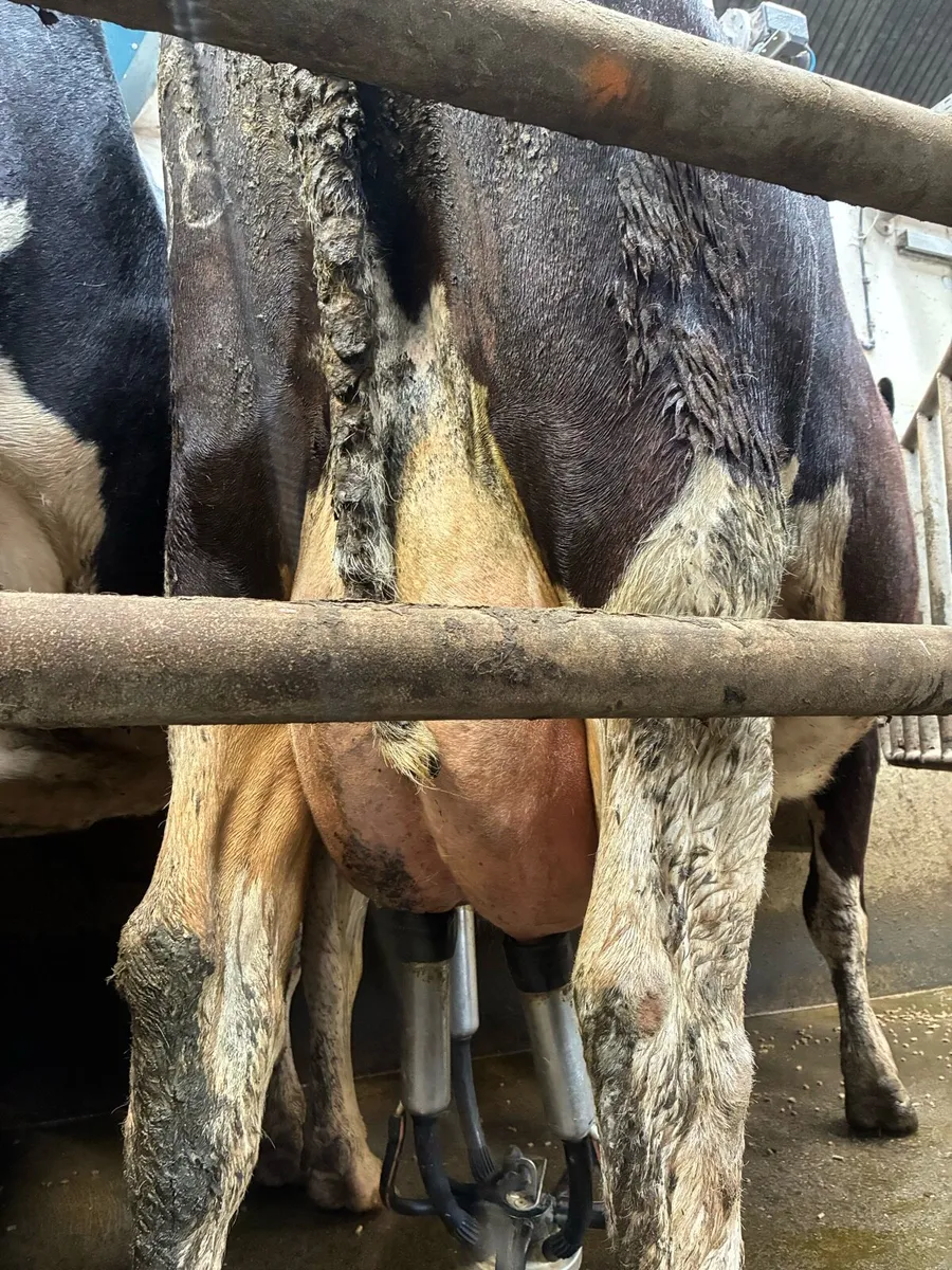 Freshly calved cows - Image 1
