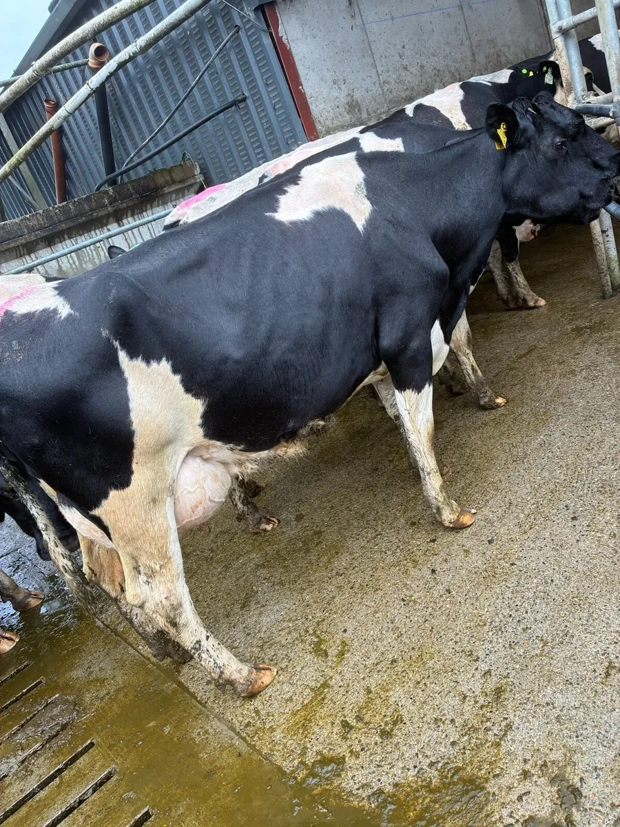 Freshly calved cows - Image 4