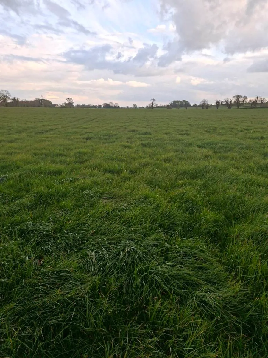 Silage meadows for sale - Image 2