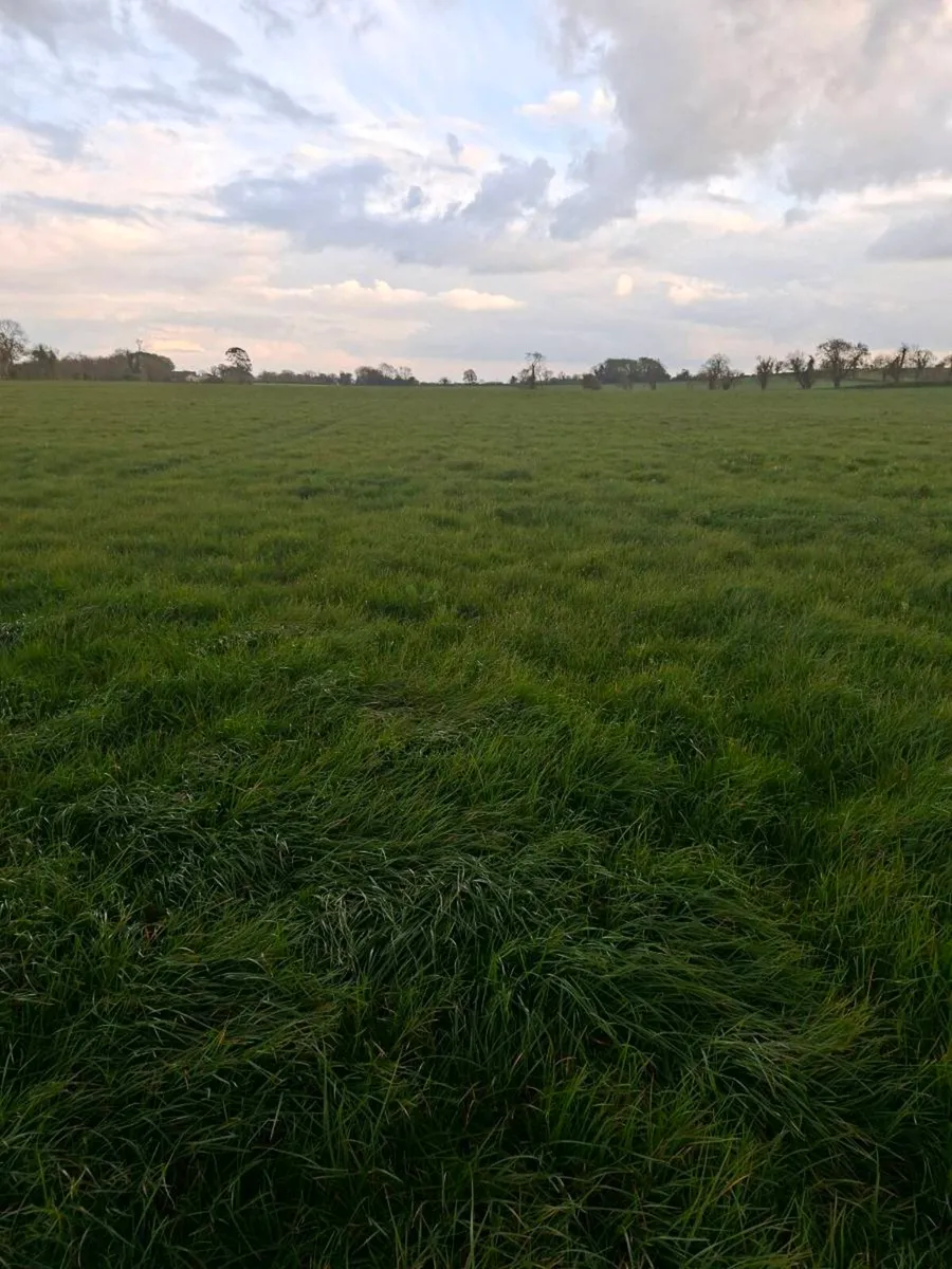 Silage meadows for sale - Image 1